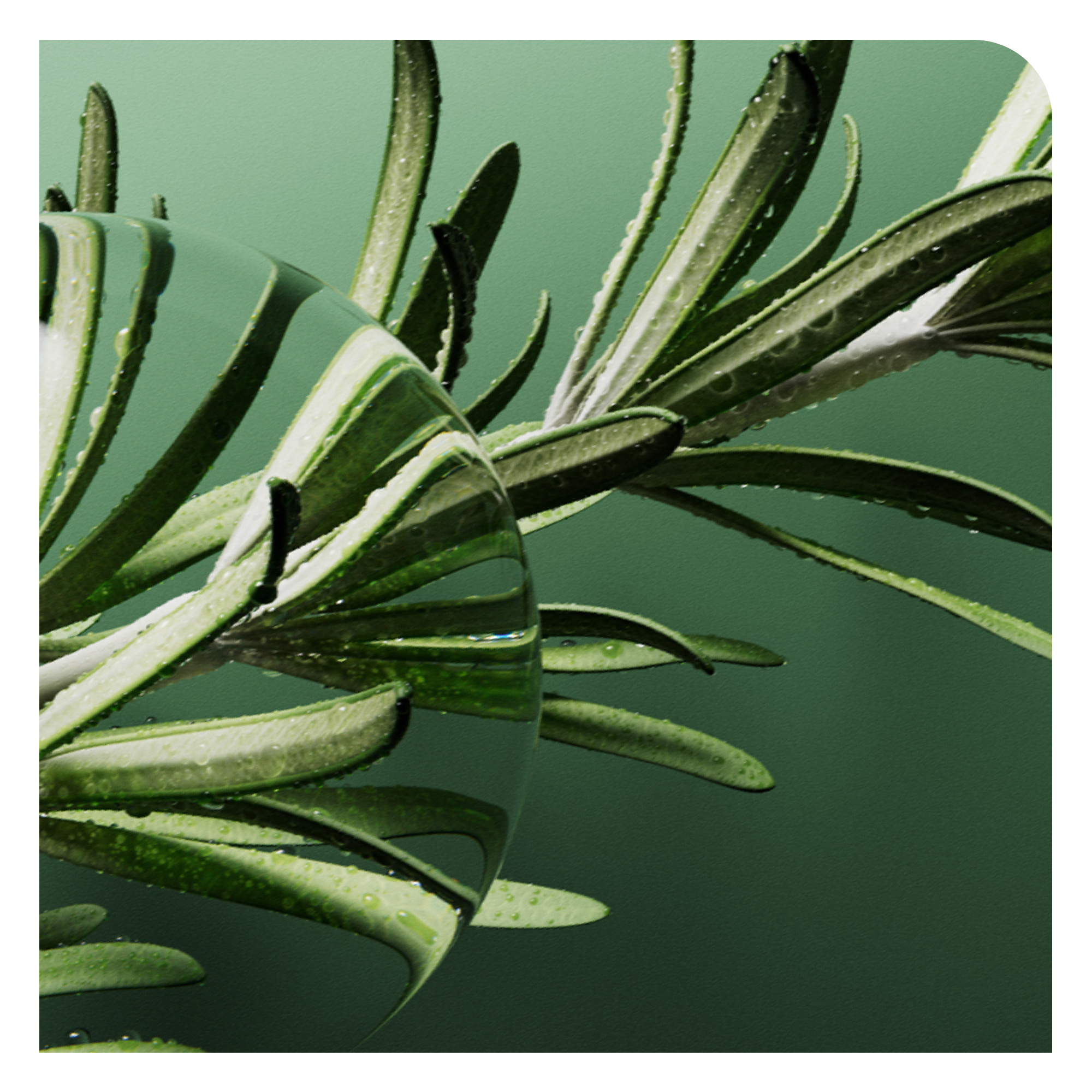 BIOLAGE Full Rescue ruzmarin Tvoja Kosa